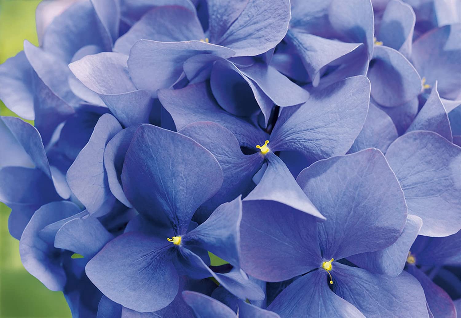 Hortensia - Purple