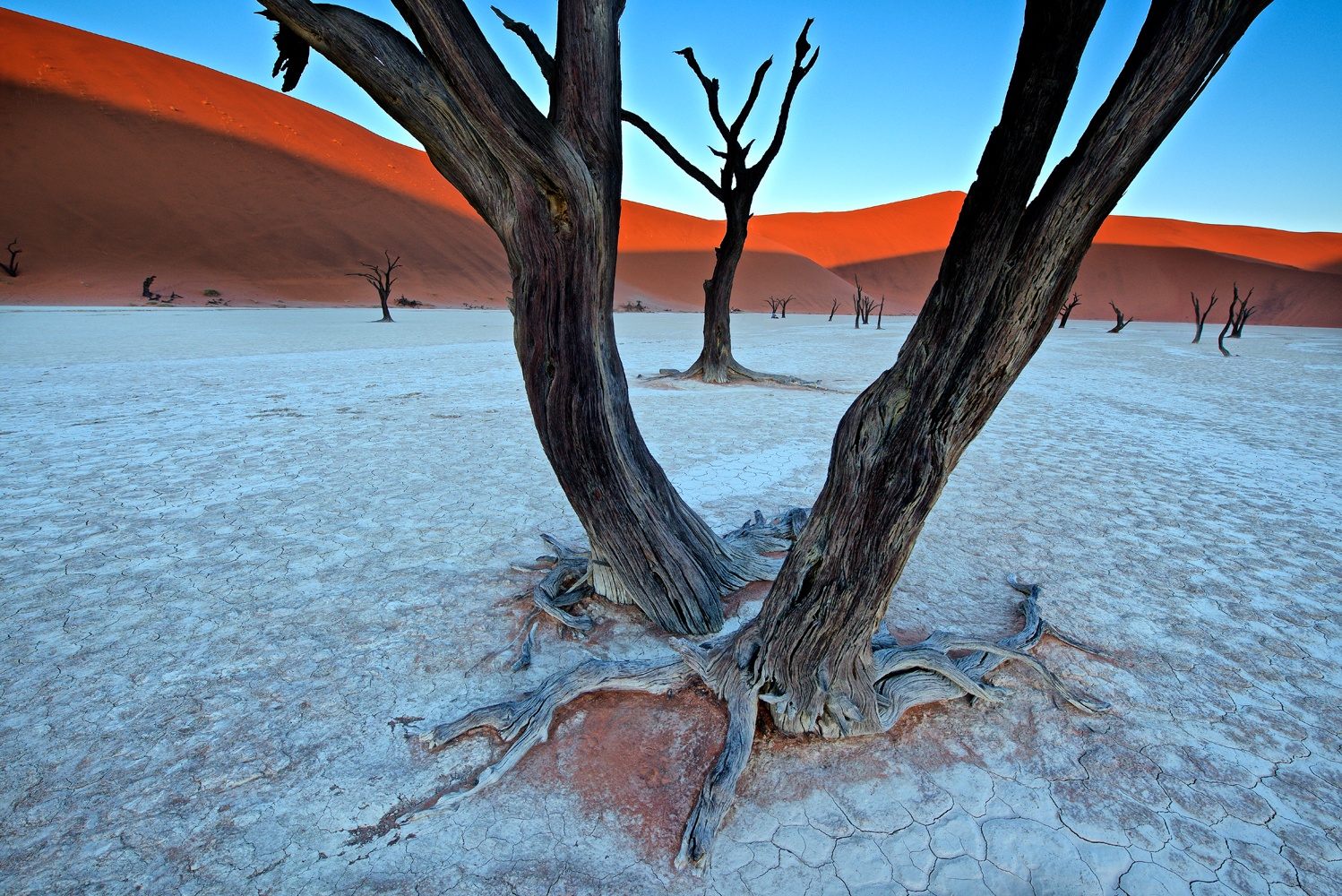 Se Ancient trees in the Vlei hos Picment.dk