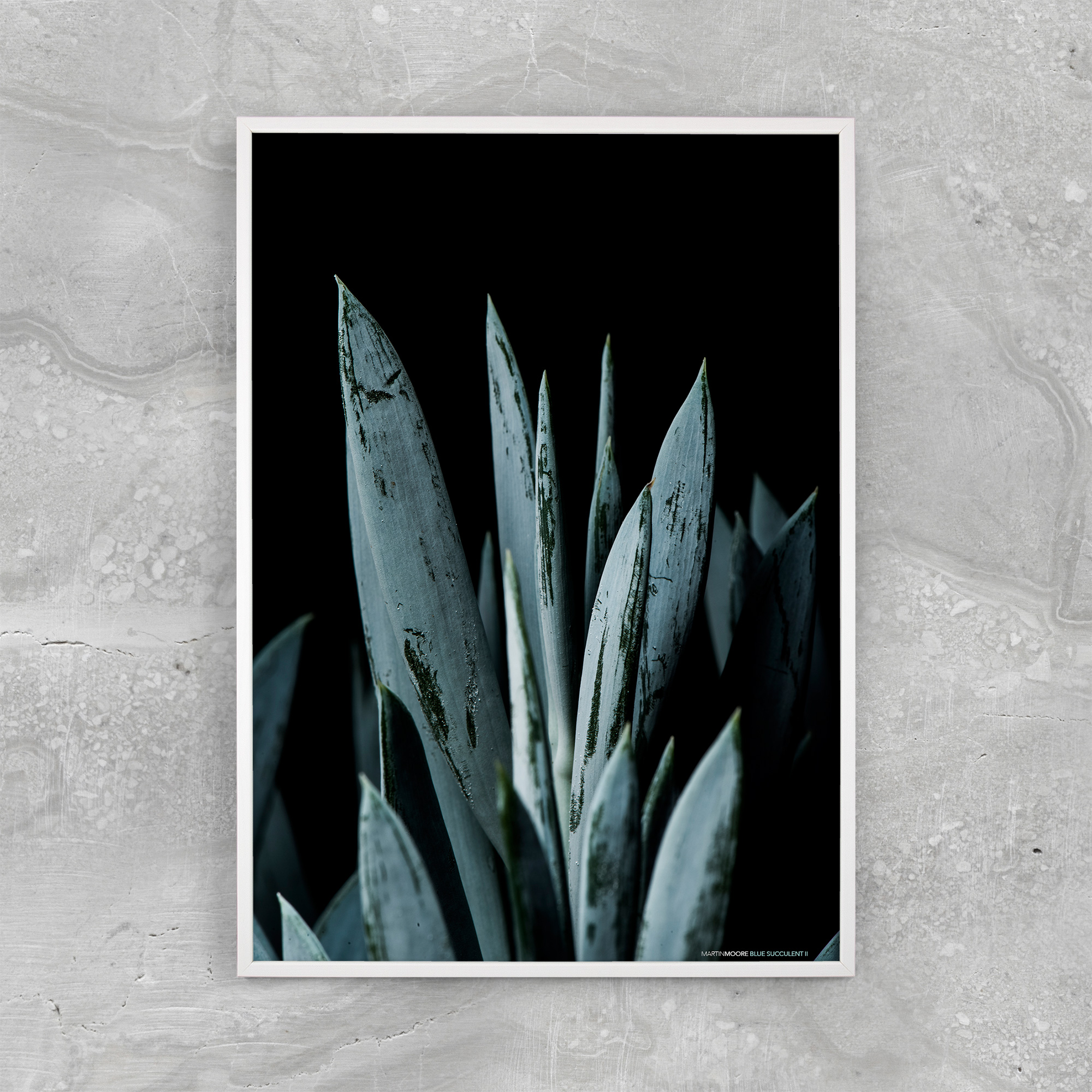Billede af Blue Succulent 2