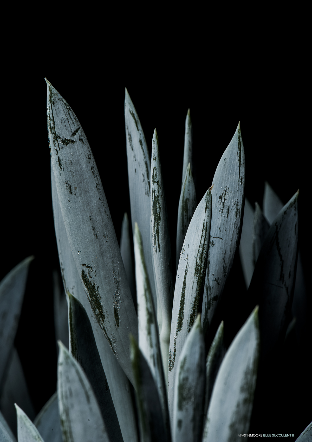 Billede af Blue Succulent 2-A3
