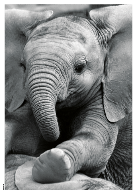 Billede af Baby Elephant