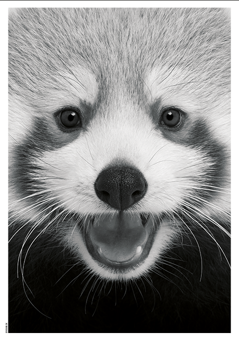 Baby Red Panda-A3