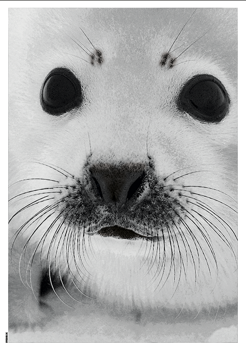 Billede af Baby Seal-50 x 70