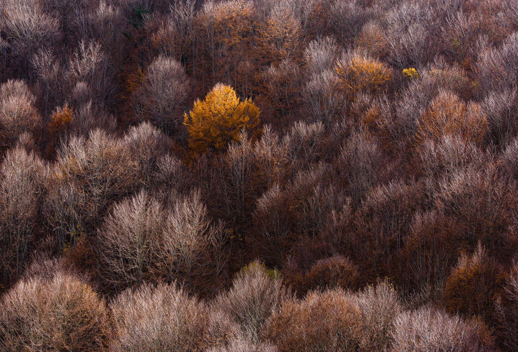 Billede af Autumn Forest