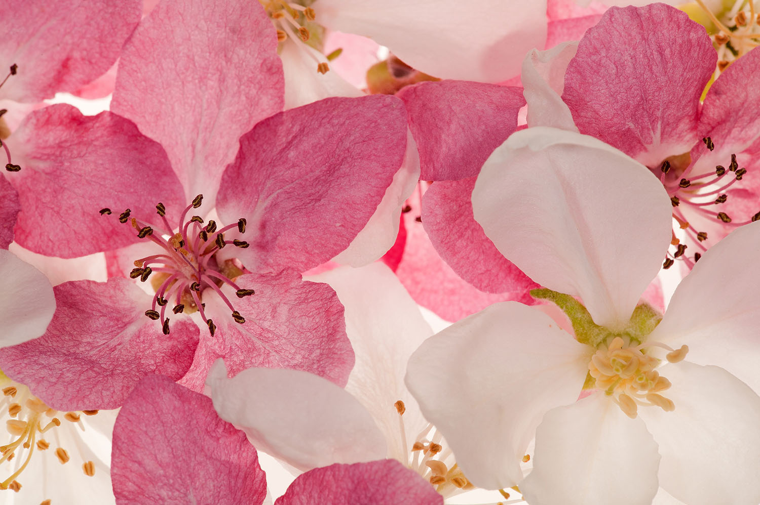 Billede af Apple Blossom