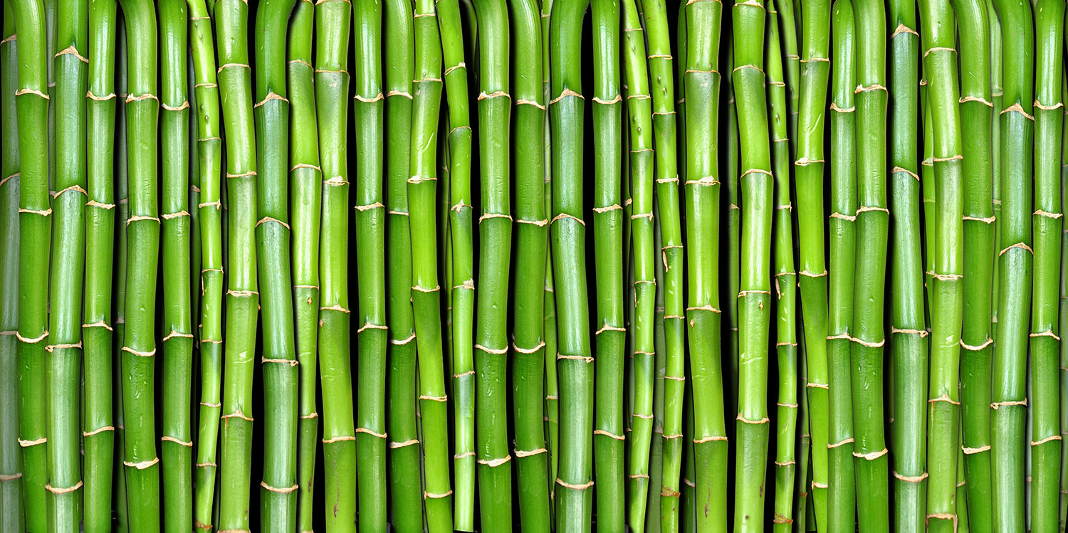Billede af Bamboo