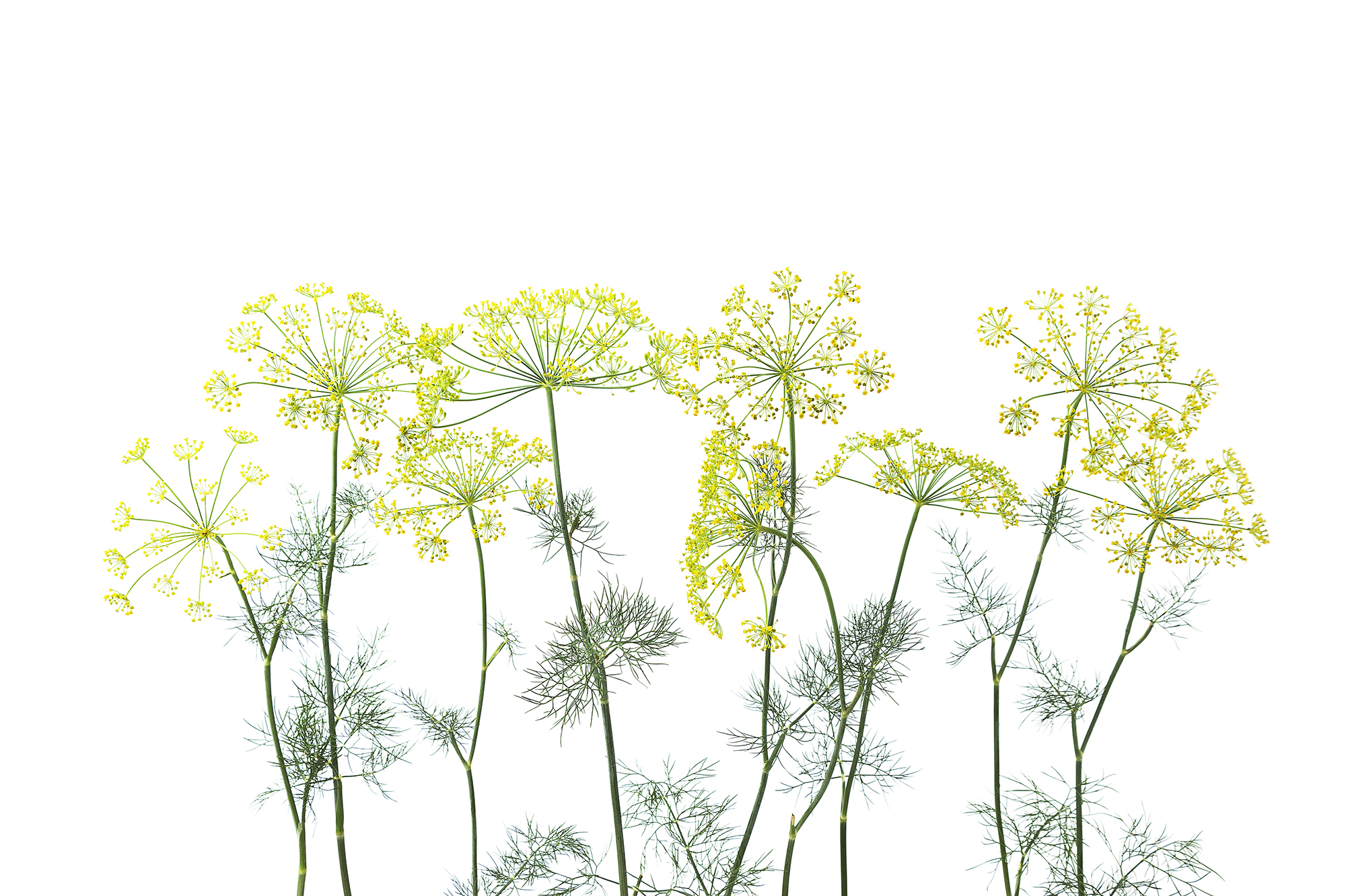 Crown of Dill