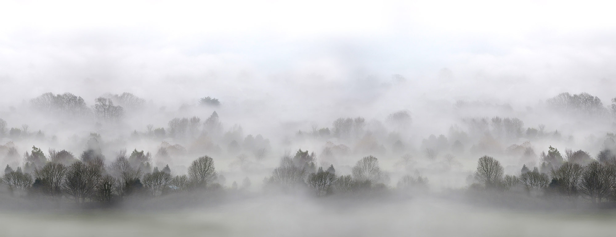Billede af Morning Fog