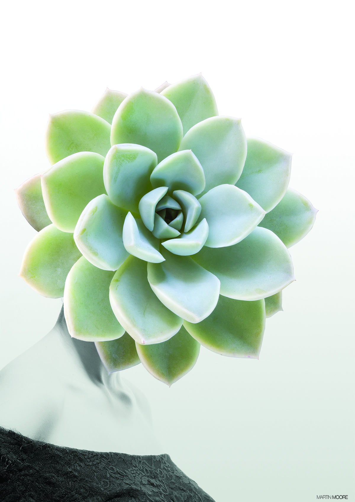 Billede af Succulent 1 -A3